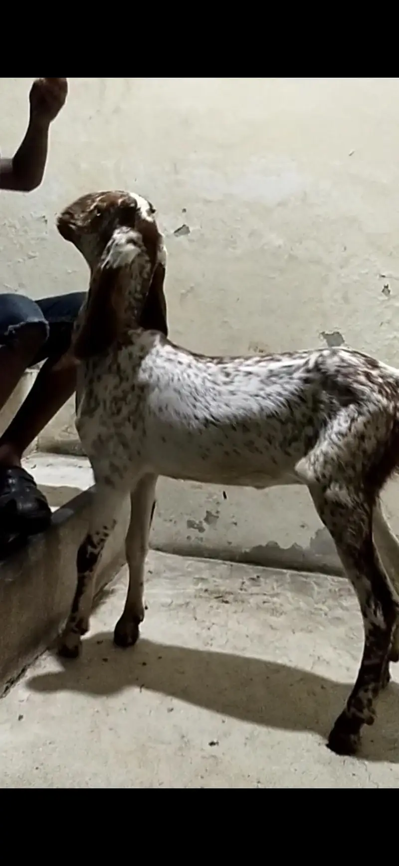 dasi makhi cheeni bakri path — photo 2