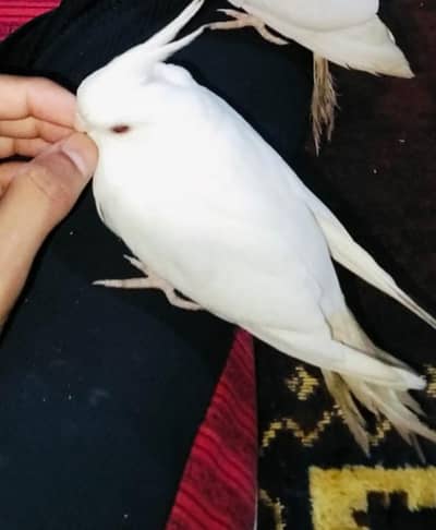 white coctail