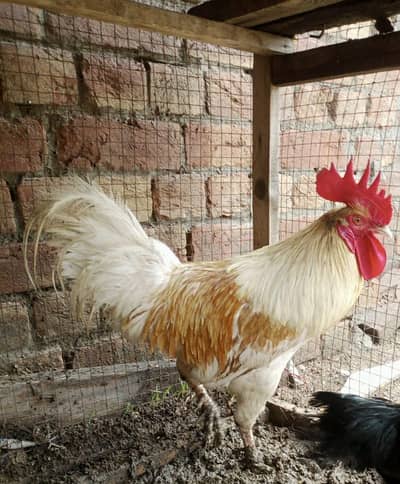 Desi murga for sale healthy and active or ak patha ha 2.5 months ka