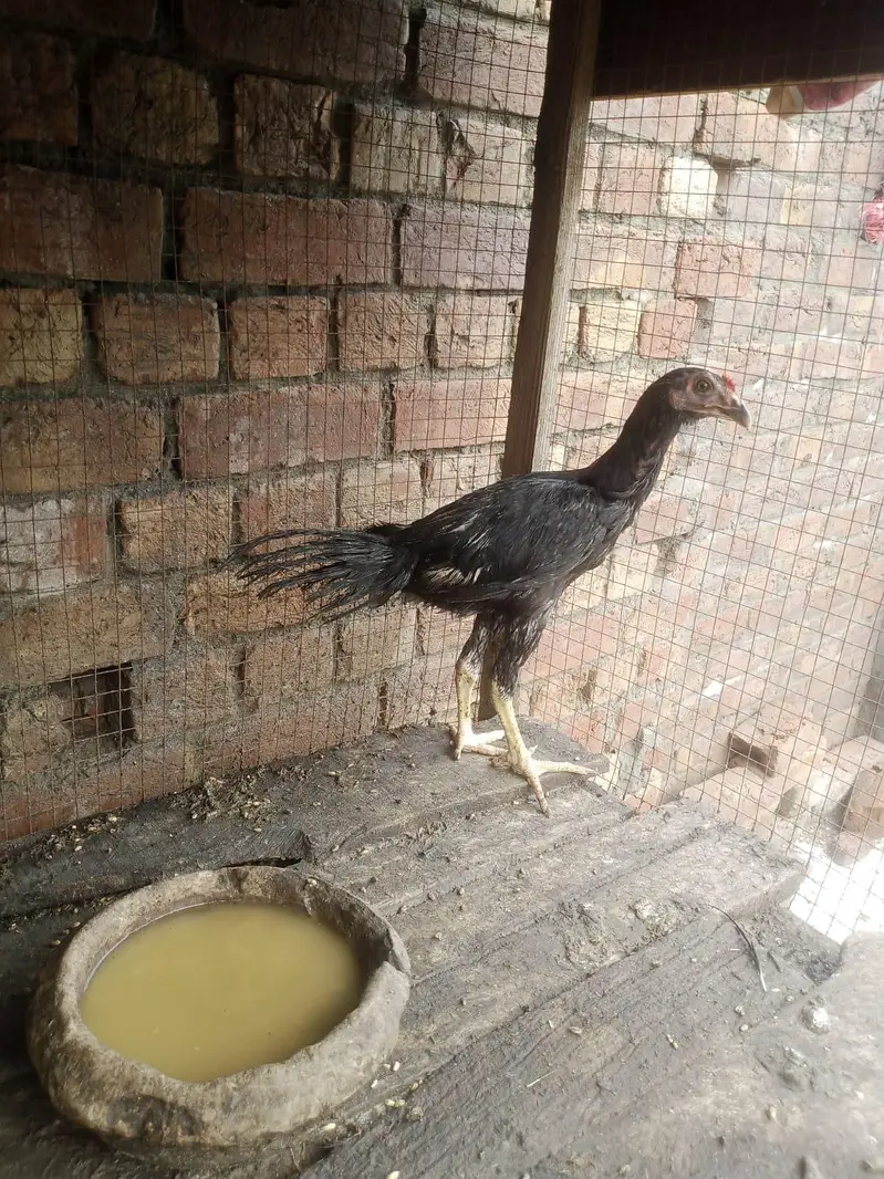 Desi murga for sale healthy and active or ak patha ha 2.5 months ka — photo 2