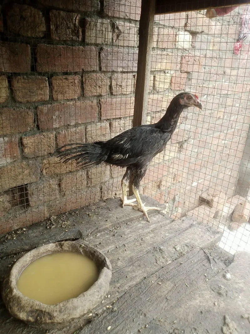 Desi murga for sale healthy and active or ak patha ha 2.5 months ka — photo 3