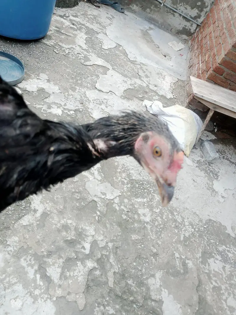 Desi murga for sale healthy and active or ak patha ha 2.5 months ka — photo 4