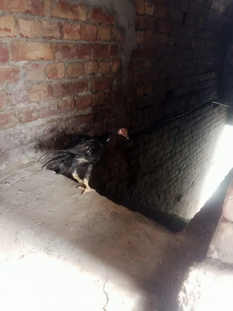 Desi murga for sale healthy and active or ak patha ha 2.5 months ka — photo 5