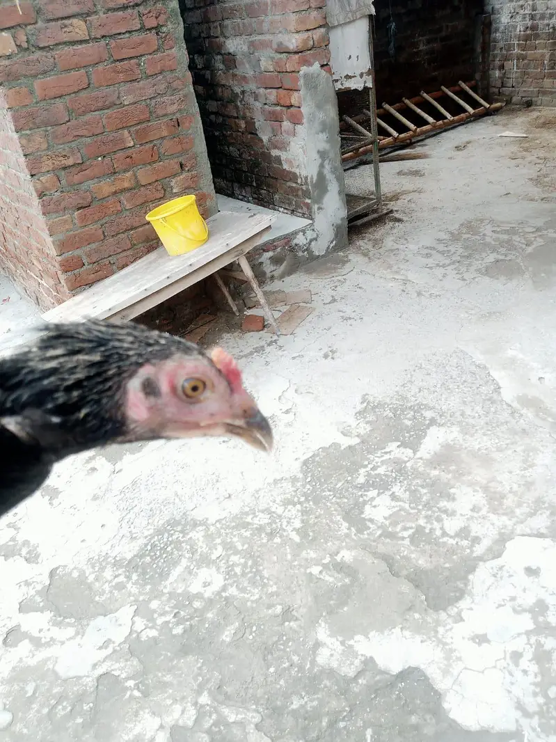Desi murga for sale healthy and active or ak patha ha 2.5 months ka — photo 6