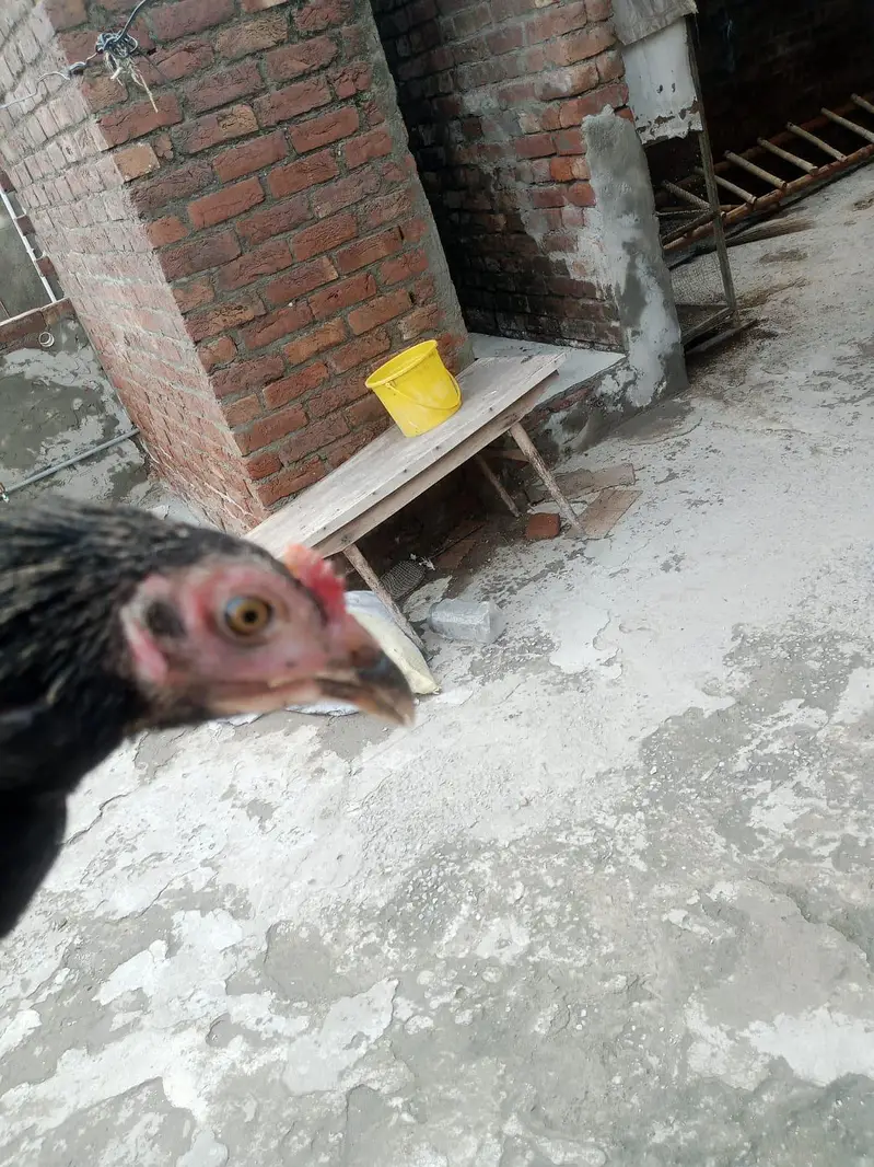 Desi murga for sale healthy and active or ak patha ha 2.5 months ka — photo 7