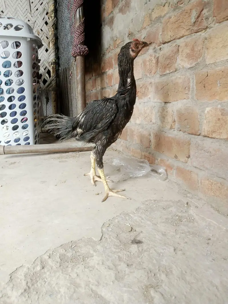 Desi murga for sale healthy and active or ak patha ha 2.5 months ka — photo 8