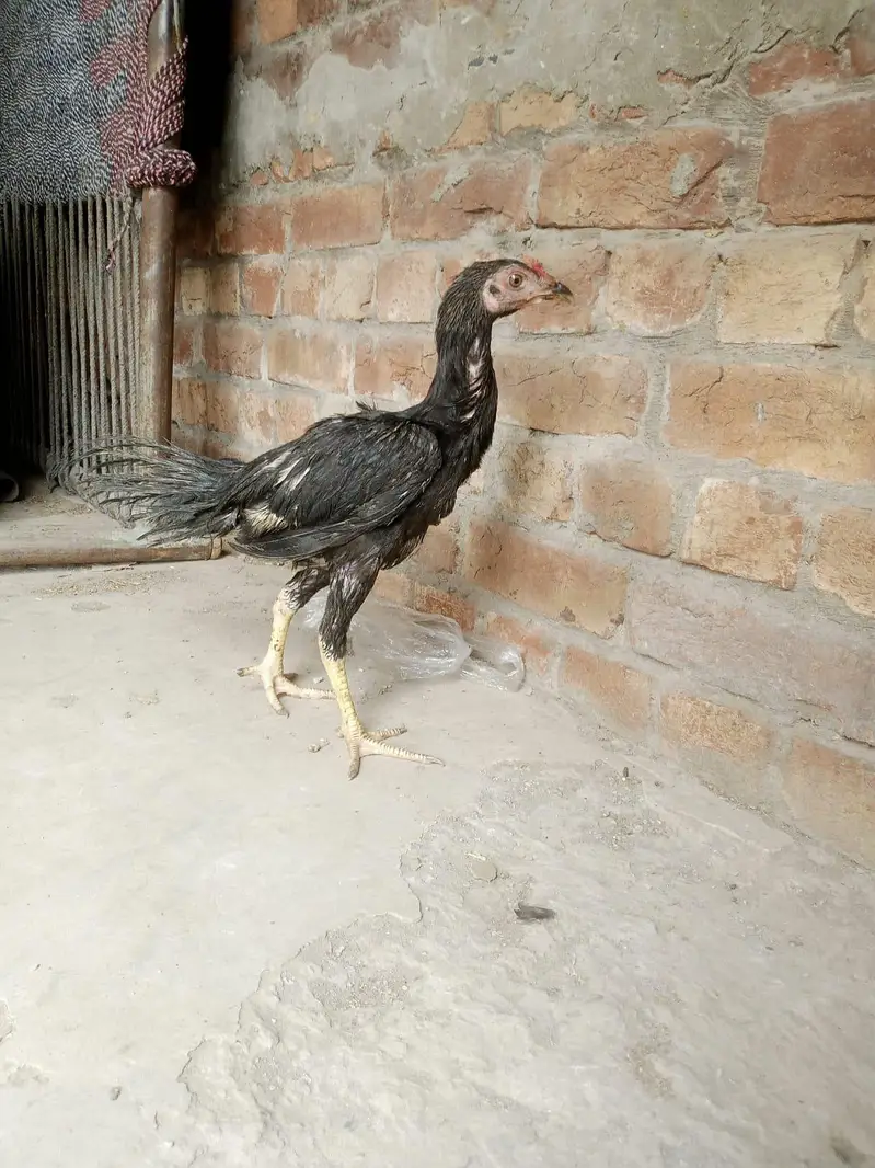 Desi murga for sale healthy and active or ak patha ha 2.5 months ka — photo 9