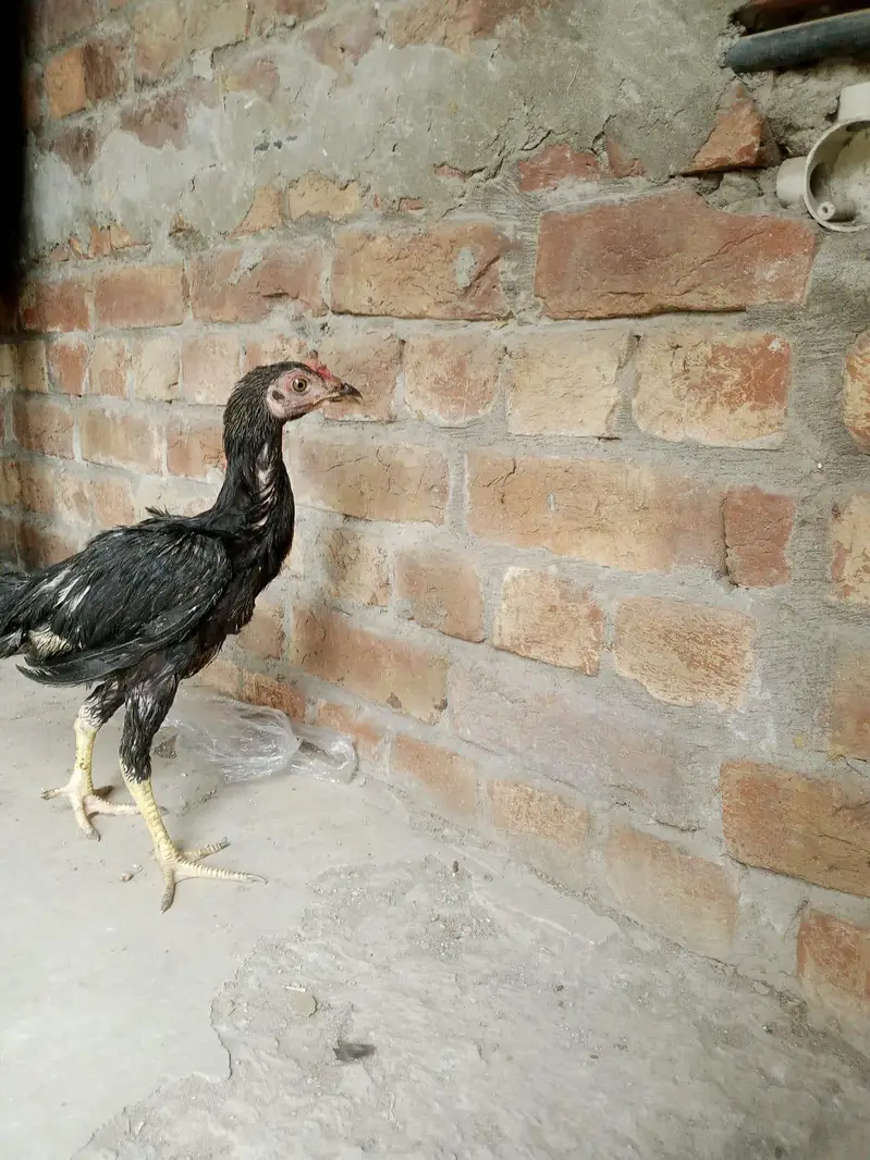Desi murga for sale healthy and active or ak patha ha 2.5 months ka — photo 10