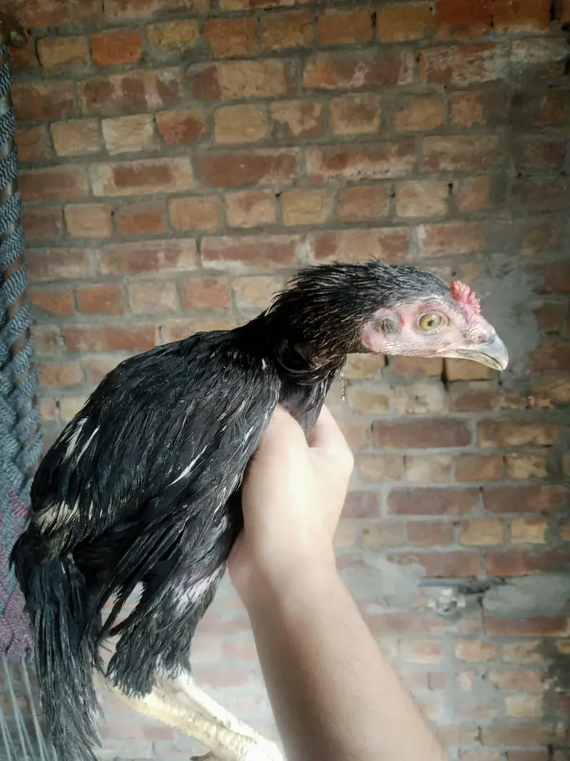 Desi murga for sale healthy and active or ak patha ha 2.5 months ka — photo 11