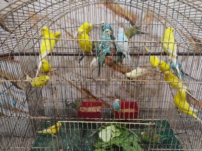 BUGGERIES PARROTS