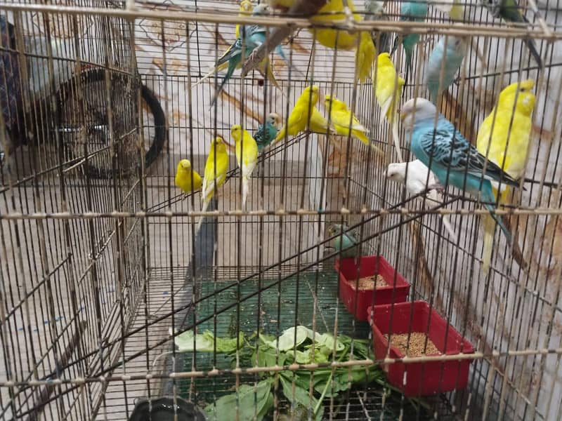 BUGGERIES PARROTS 1