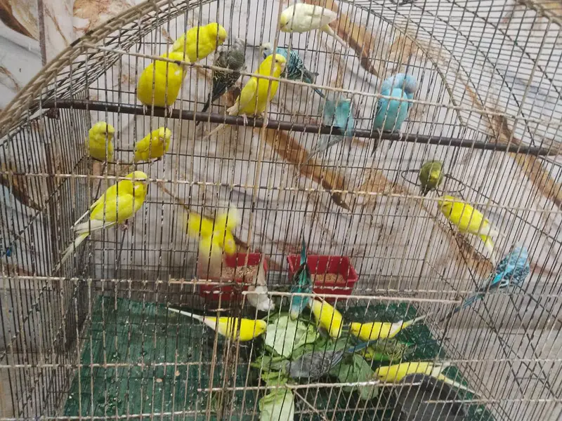 BUGGERIES PARROTS — photo 3