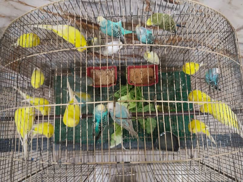 BUGGERIES PARROTS 3