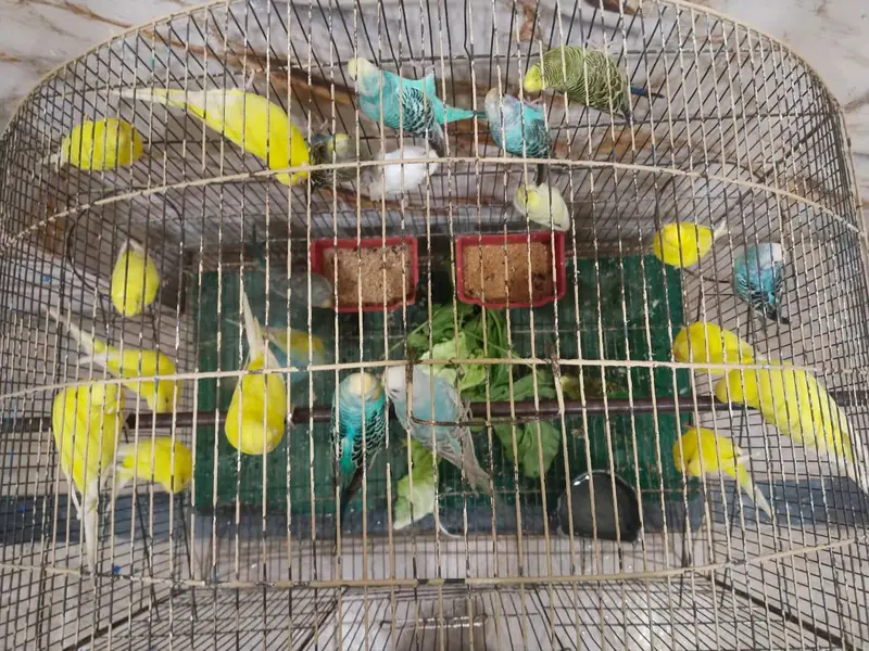 BUGGERIES PARROTS — photo 4