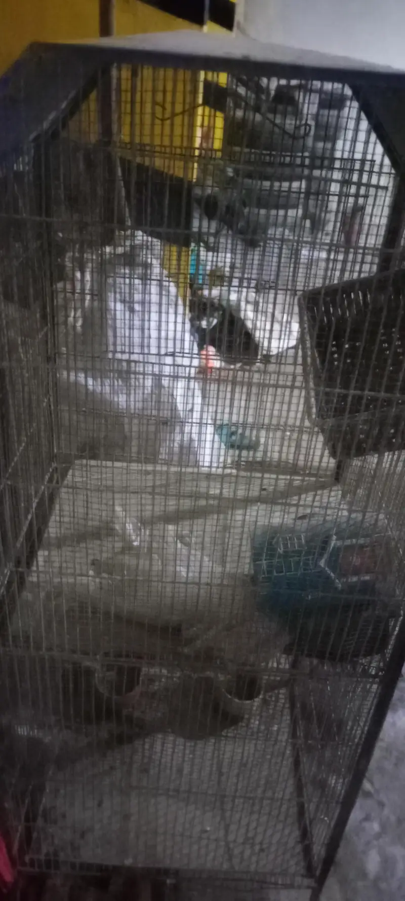 cage double portion — photo 3