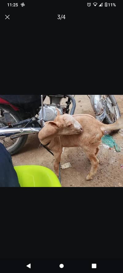 tedi bacha ha 3/4 month ka ha