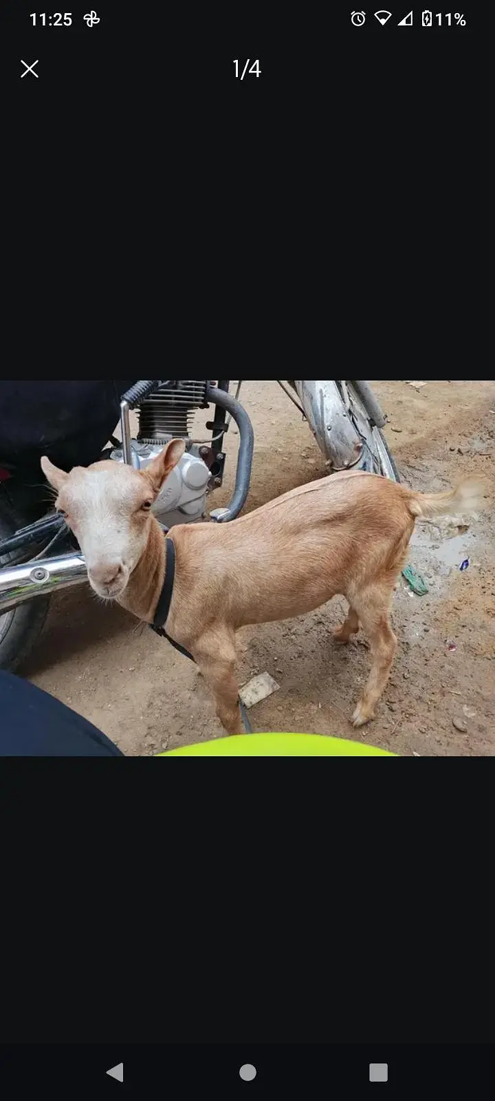 tedi bacha ha 3/4 month ka ha — photo 3