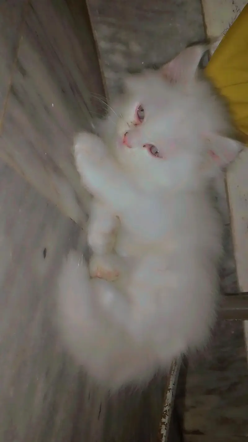 Persian Kitten — photo 3