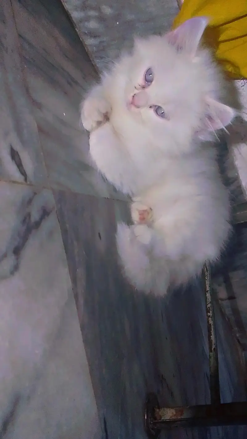 Persian Kitten — photo 4