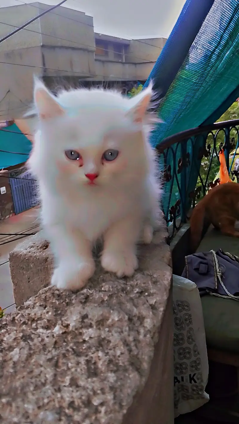 Persian Kitten — photo 5