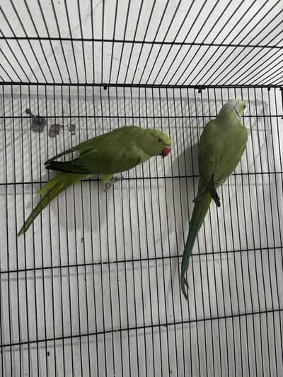 Breeder pair talking female
