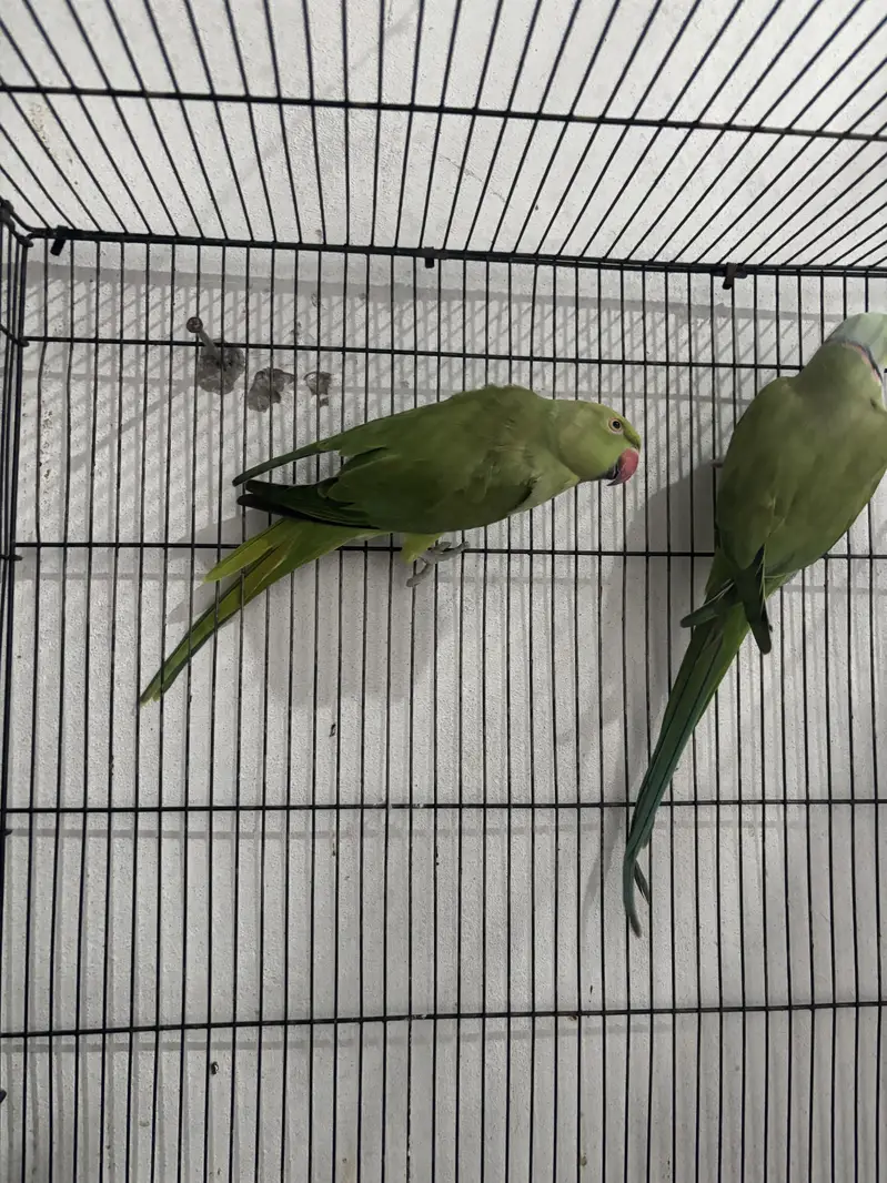 Breeder pair talking female — photo 2