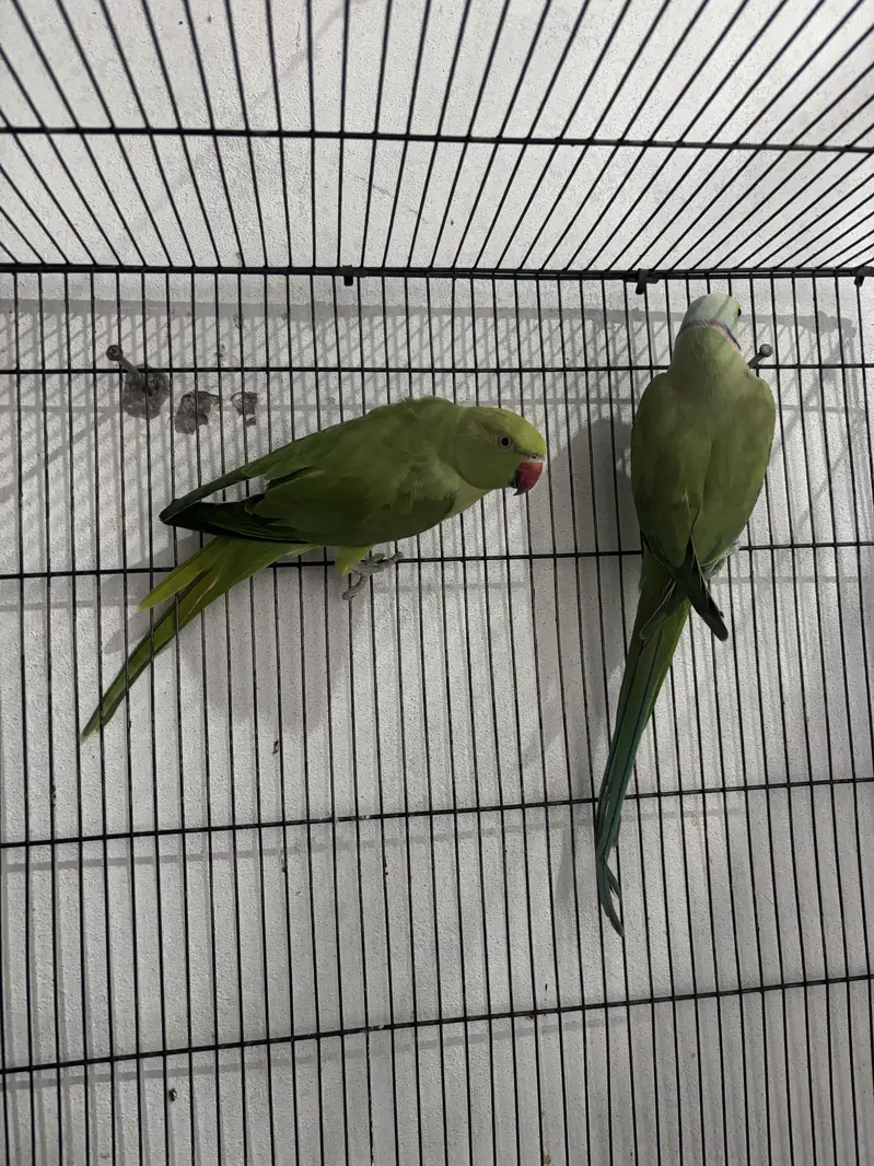 Breeder pair talking female — photo 3