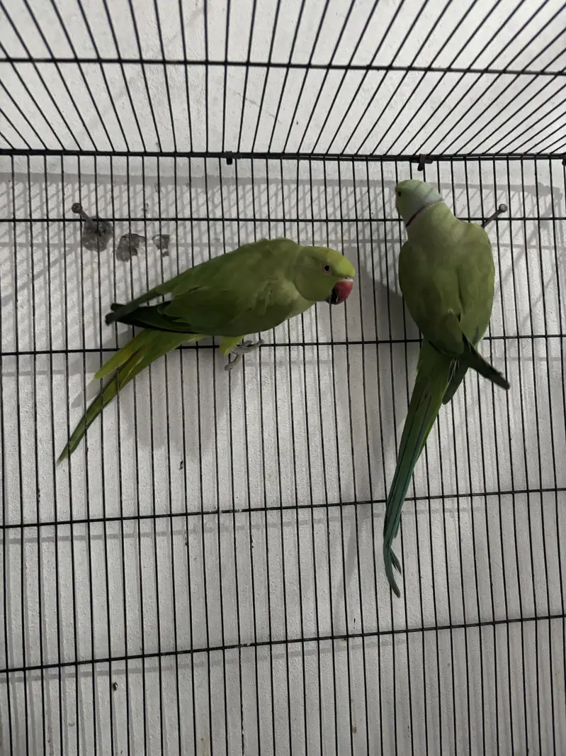 Breeder pair talking female — photo 4