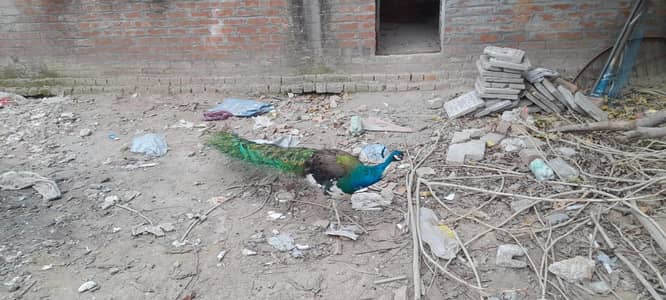 Peacock pair مور کی جوڑی