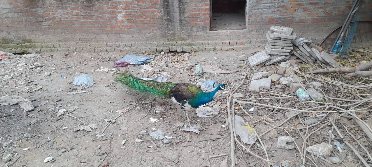 Peacock pair موروں کی جوڑی 0