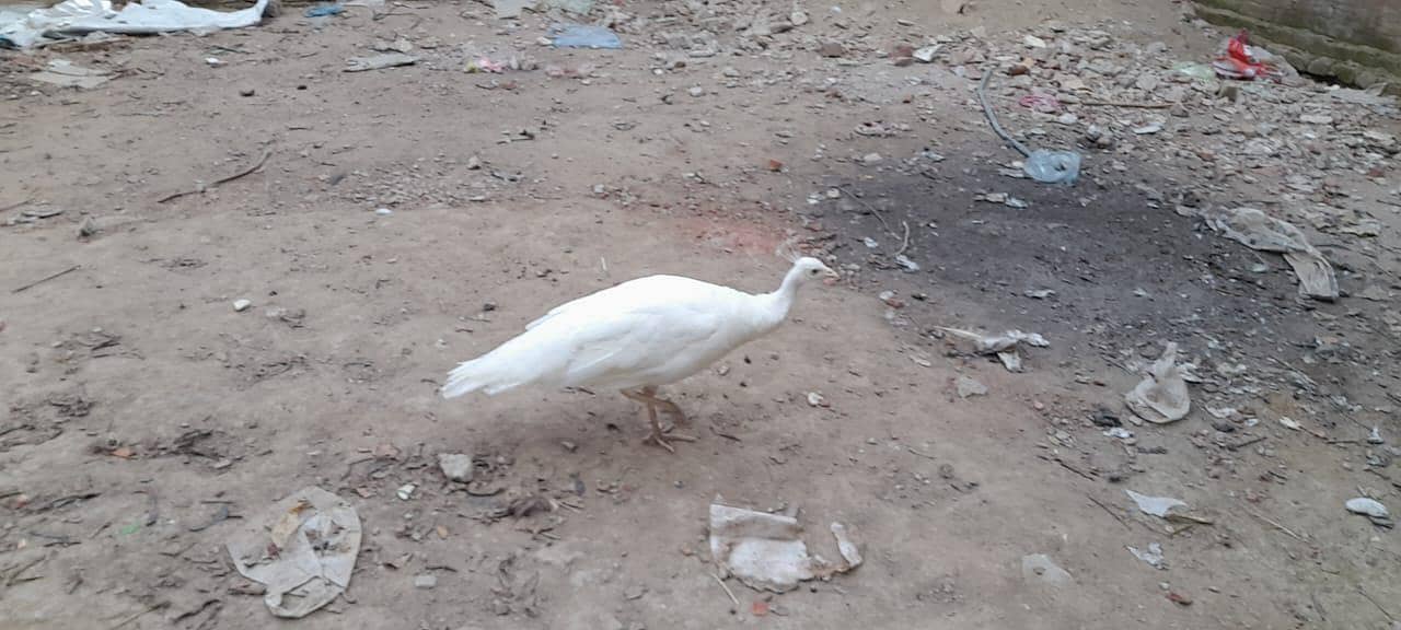 Peacock pair موروں کی جوڑی 1