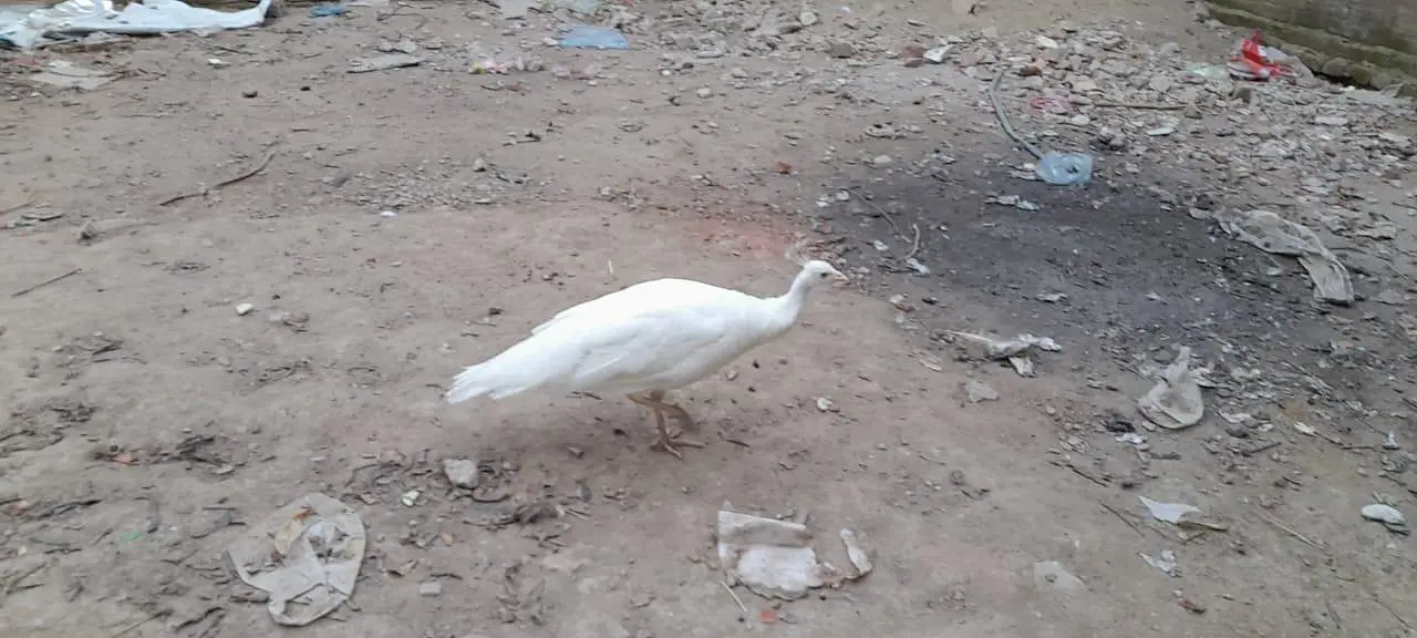 Peacock pair موروں کی جوڑی — photo 2