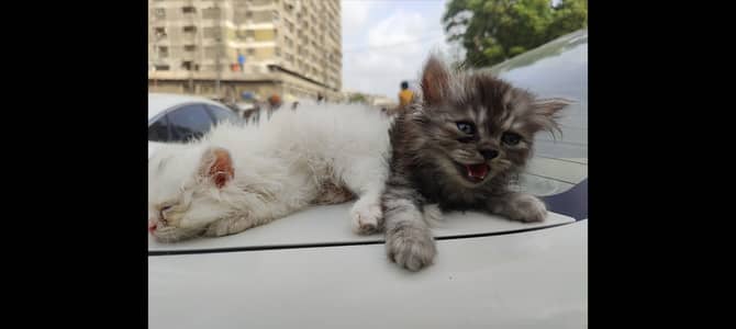 Persian cat