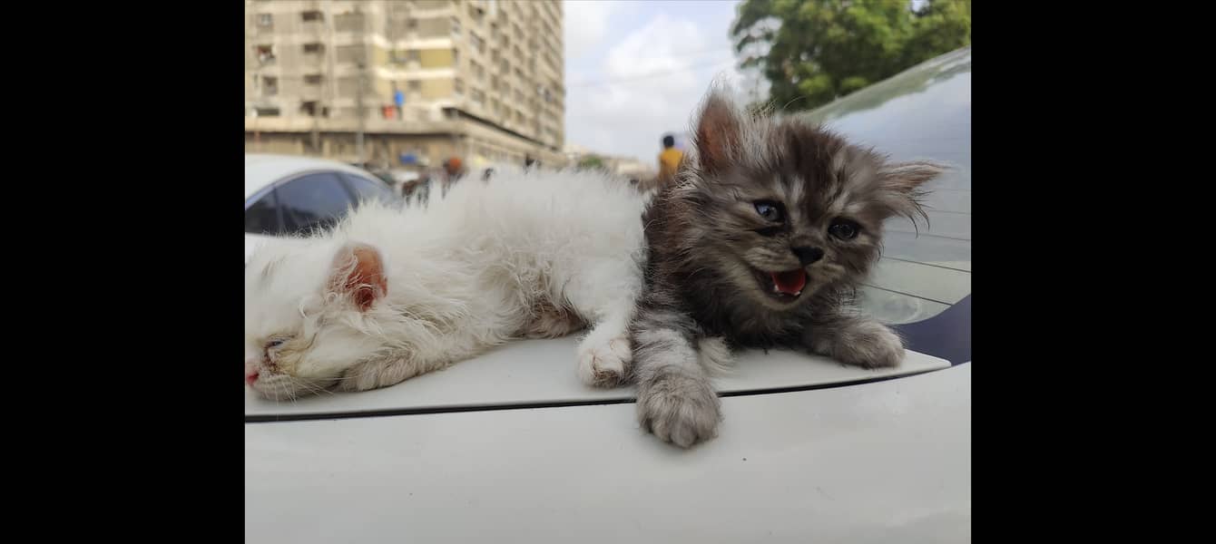 Persian cat 0