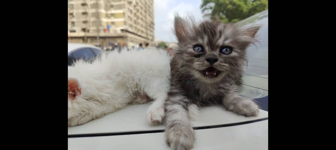 Persian cat 1