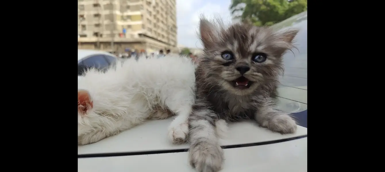 Persian cat — photo 2