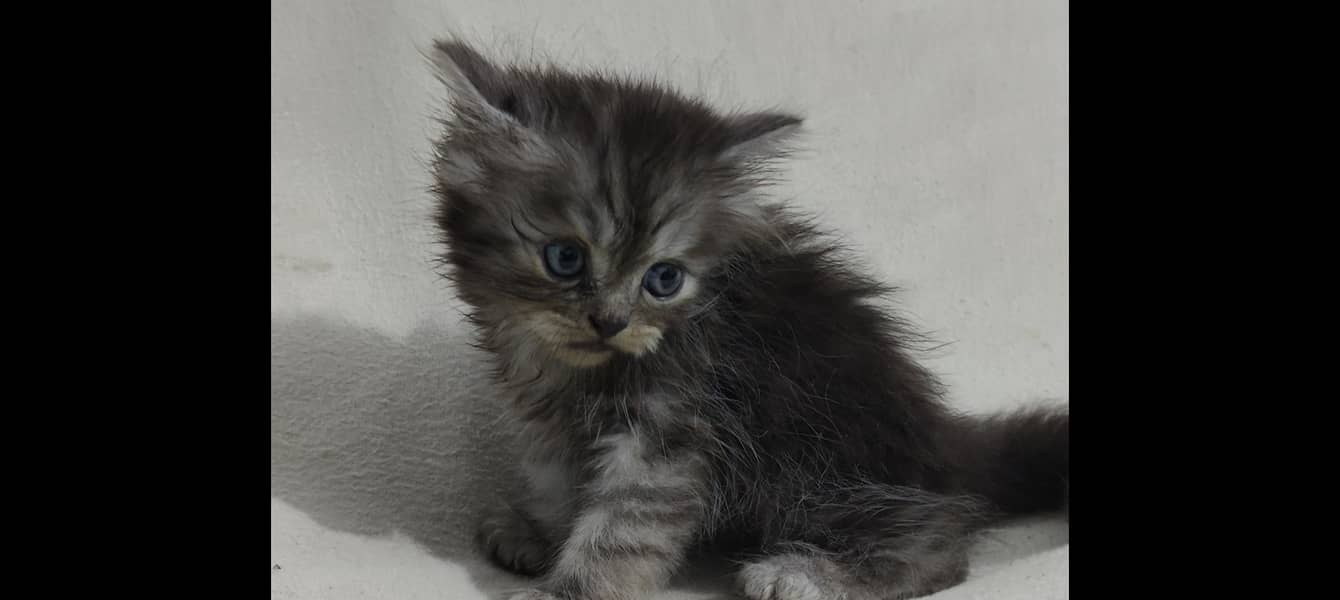 Persian cat 2
