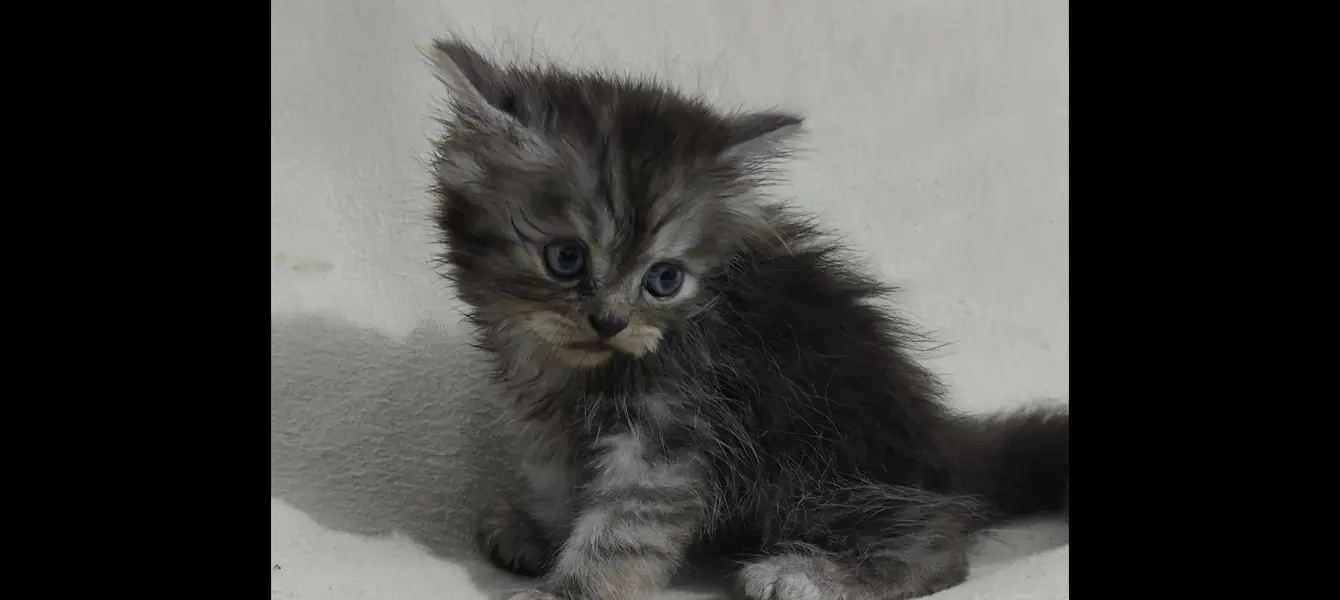 Persian cat — photo 3