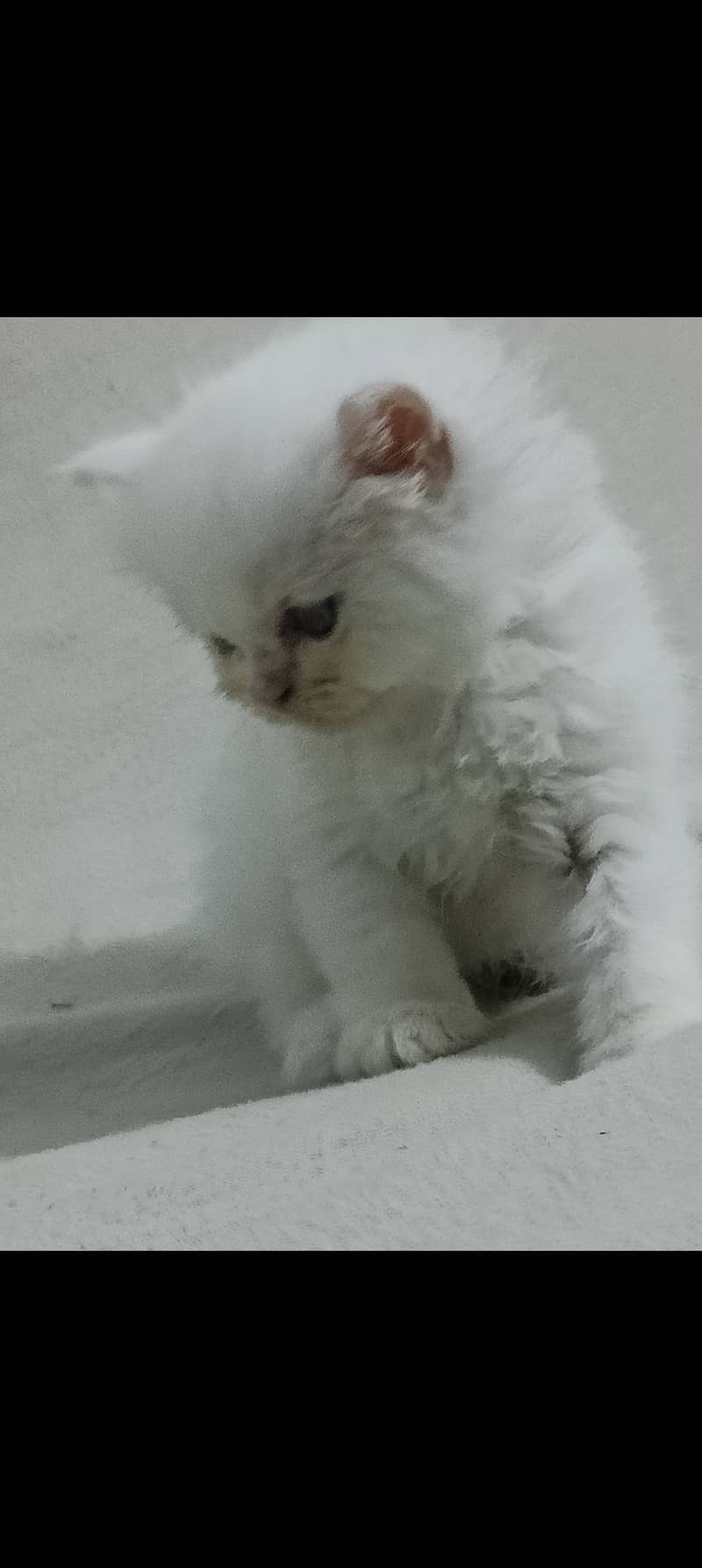 Persian cat 3