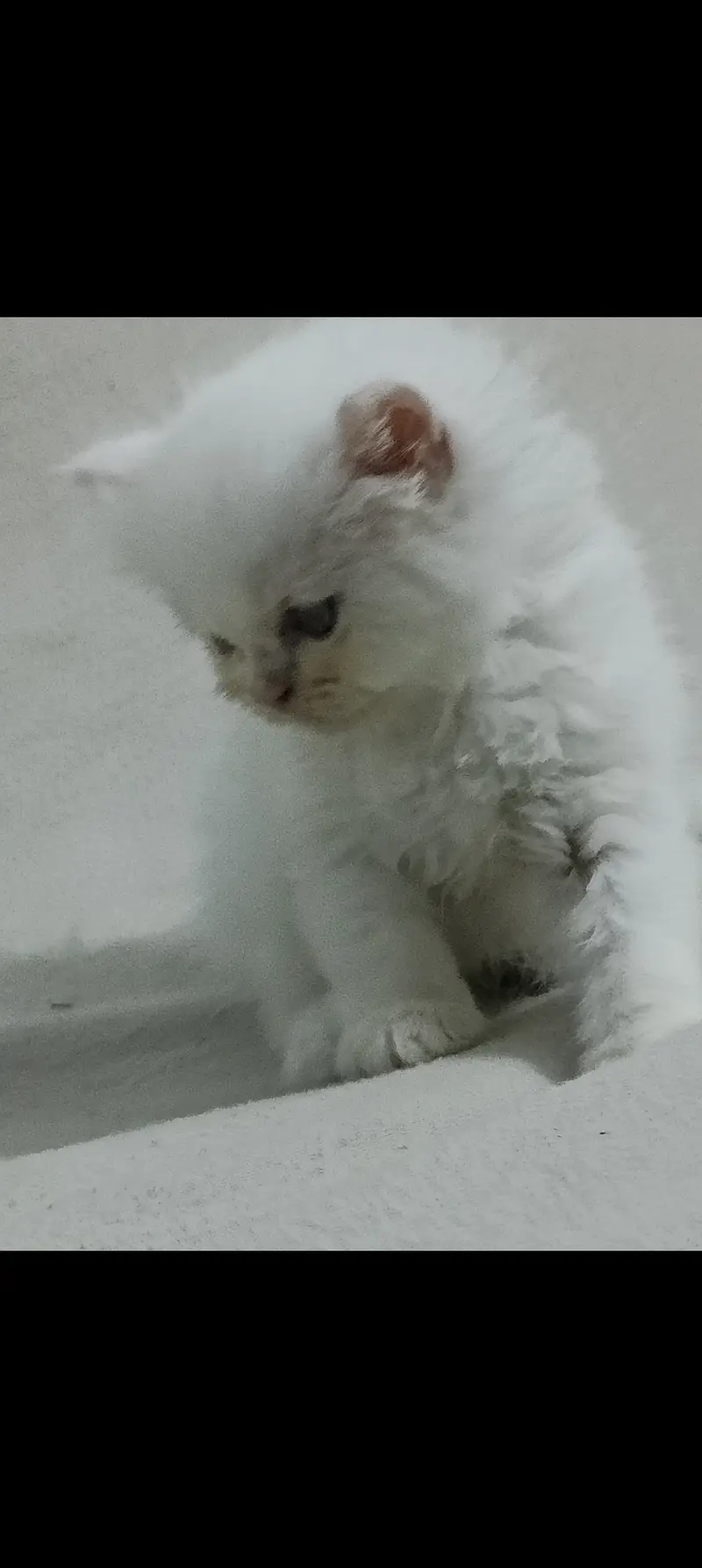 Persian cat — photo 4
