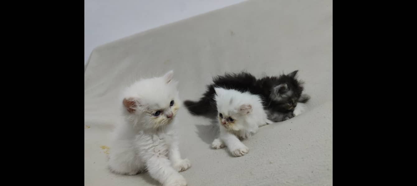 Persian cat 4