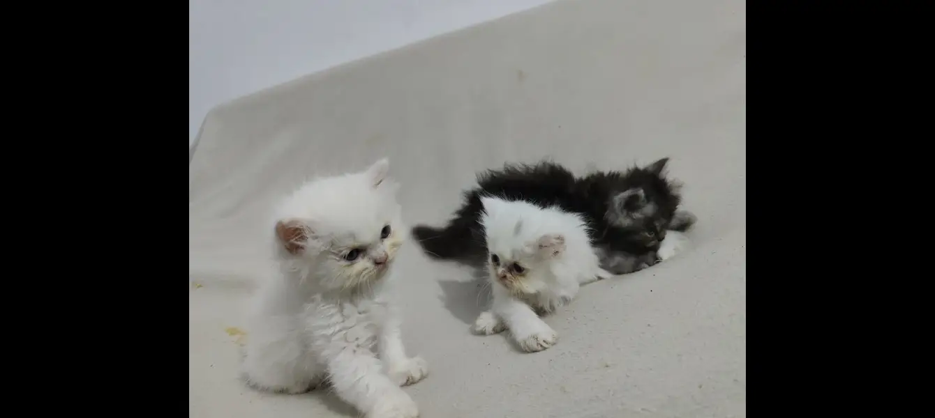 Persian cat — photo 5