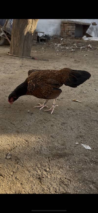 O size amroha aseel female eggs da rhi h