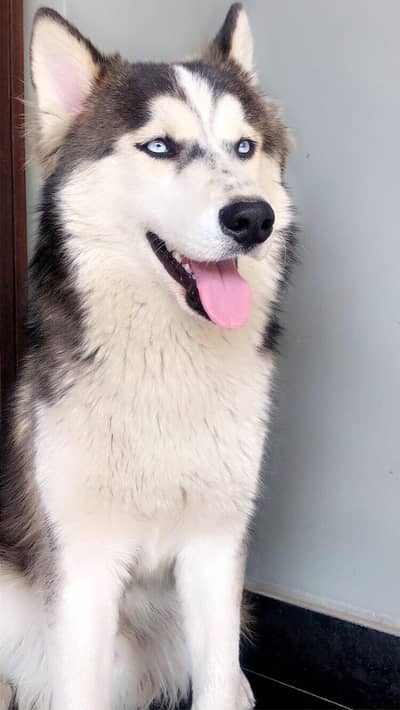 Male and female husky woolly coat full white male blue eyes And feema