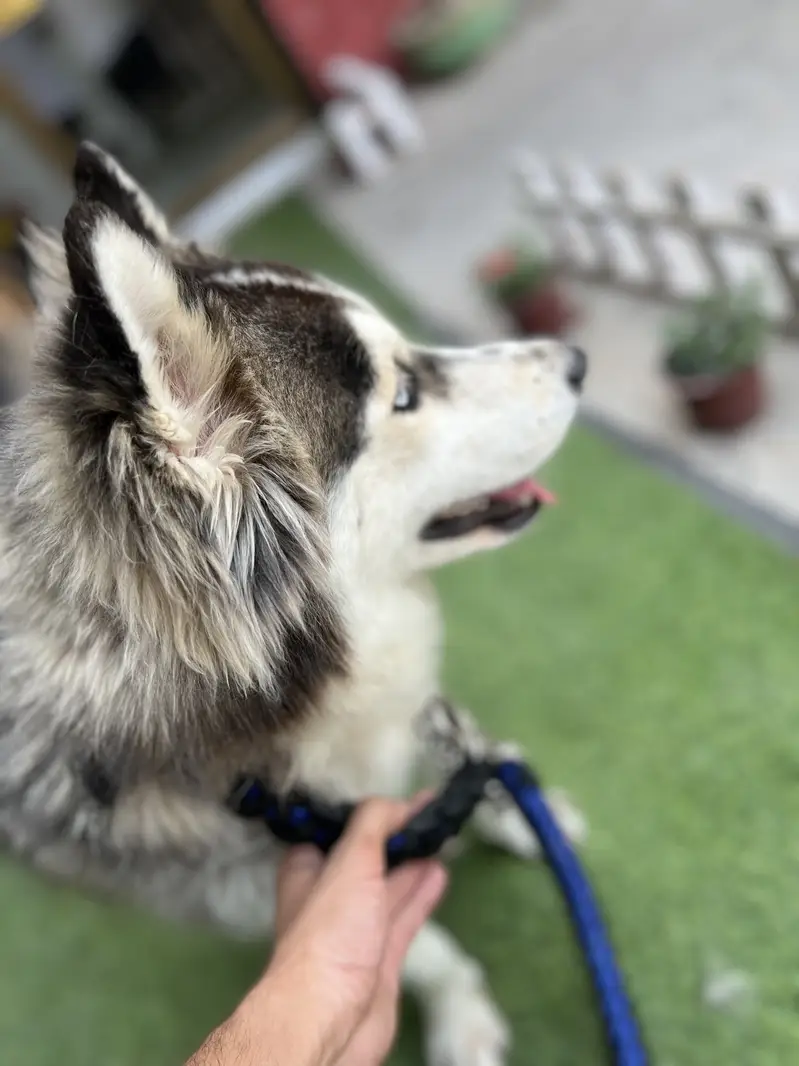 Male and female husky woolly coat full white male blue eyes And feema — photo 2