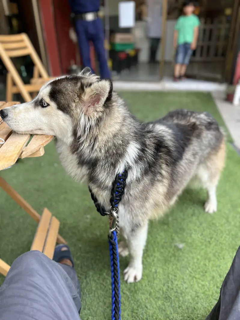 Male and female husky woolly coat full white male blue eyes And feema — photo 3