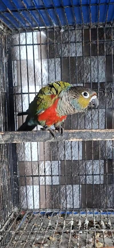 crimson billed conure