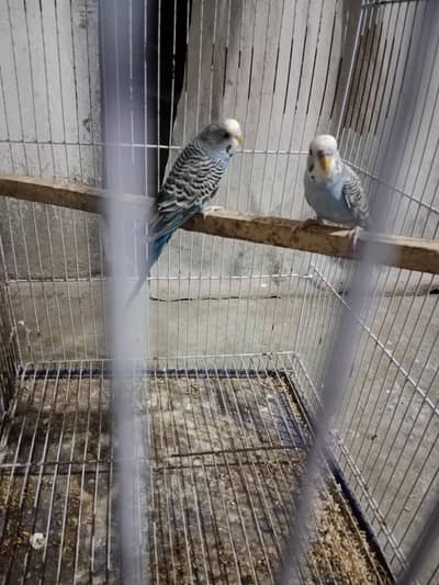 all birds  astlian parrot red eyes breeder pair available for sale