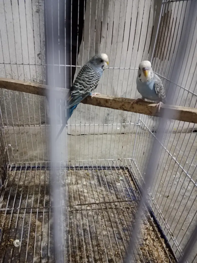 all birds  astlian parrot red eyes breeder pair available for sale