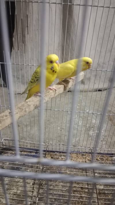 all birds  astlian parrot red eyes breeder pair available for sale
